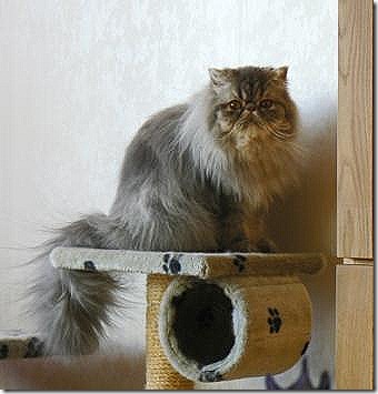 Valles &aring; Nalles systerson