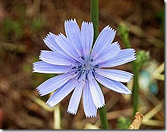 cikoria
