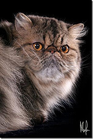 Halle Berry syster fr&aring;n tidigare kull