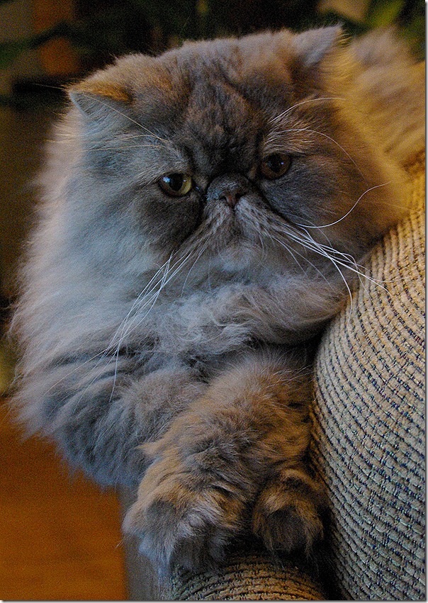 V&aring;r &auml;lskade Nalle 20070506-20120716