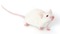 NOD.Cg-Prkdc<scid> Il2rg<tm1Wjl>/SzJ, stock number 005557, NOD scid gamma (NSG), albino laboratory mouse.