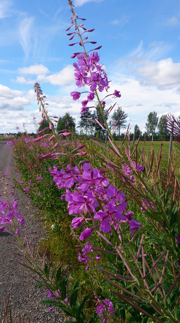 IMG_20130808_114849[1]