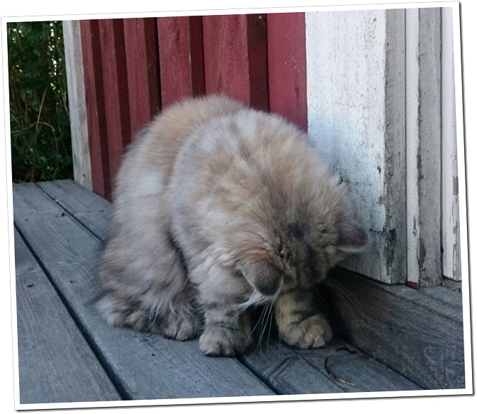 IMG_20140719_192312[1]