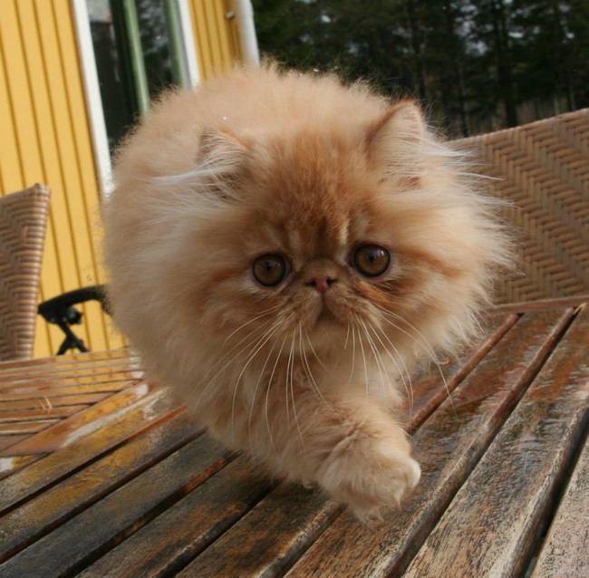 10251904_10204757097587257_1247772362234353519_n