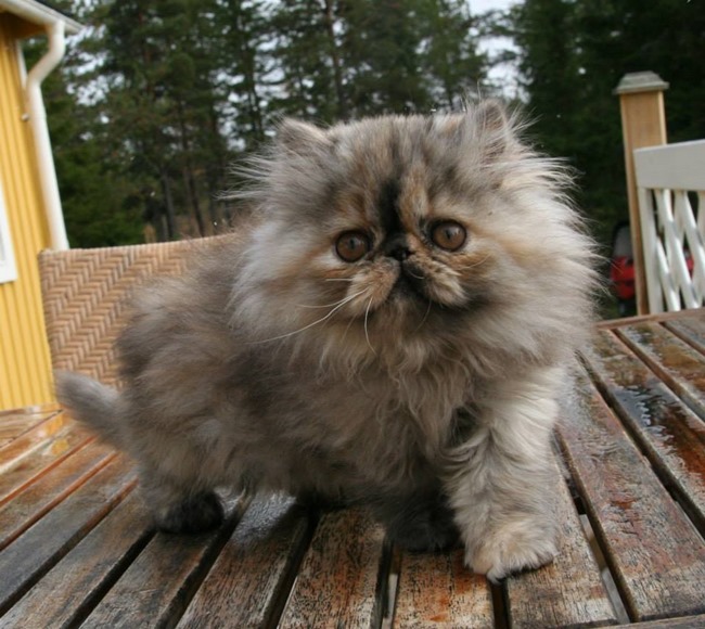 10590610_10204757115387702_9066097861976951226_n