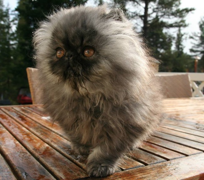 10641216_10204757121067844_8874937474021414840_n