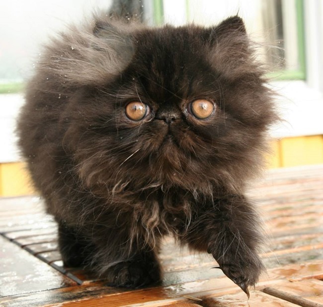 10653757_10204757082946891_4612477774745270484_n