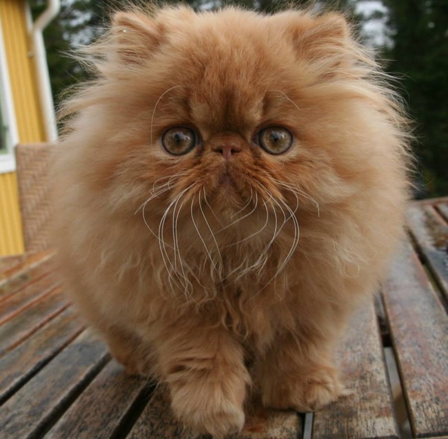 10704192_10204757110387577_886183081132538843_n