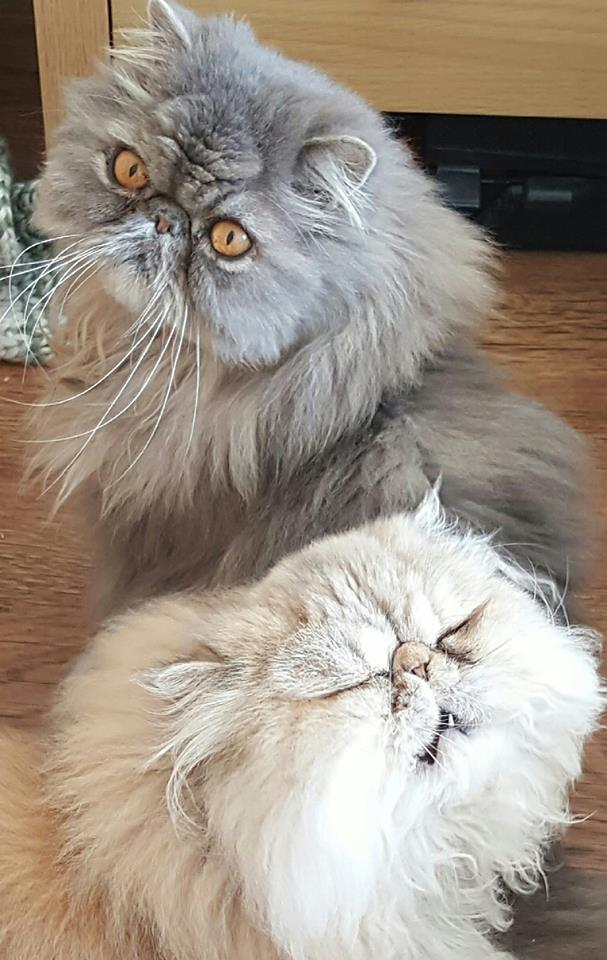 13709955_706780106137122_5566344507079433498_n