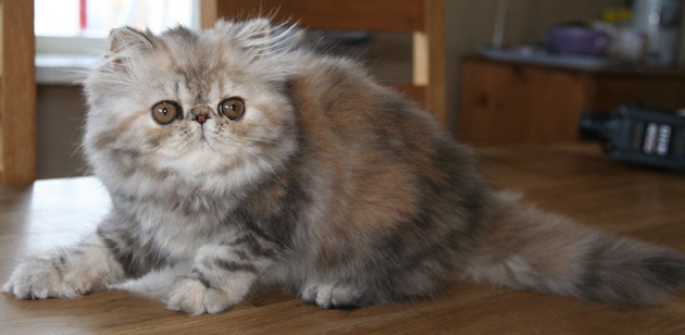 10273190_10203792309388155_269321262020052418_o